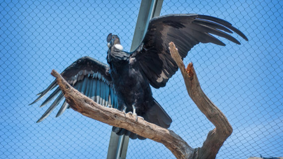 Lurch, a male Andean Condor, spreads his wings