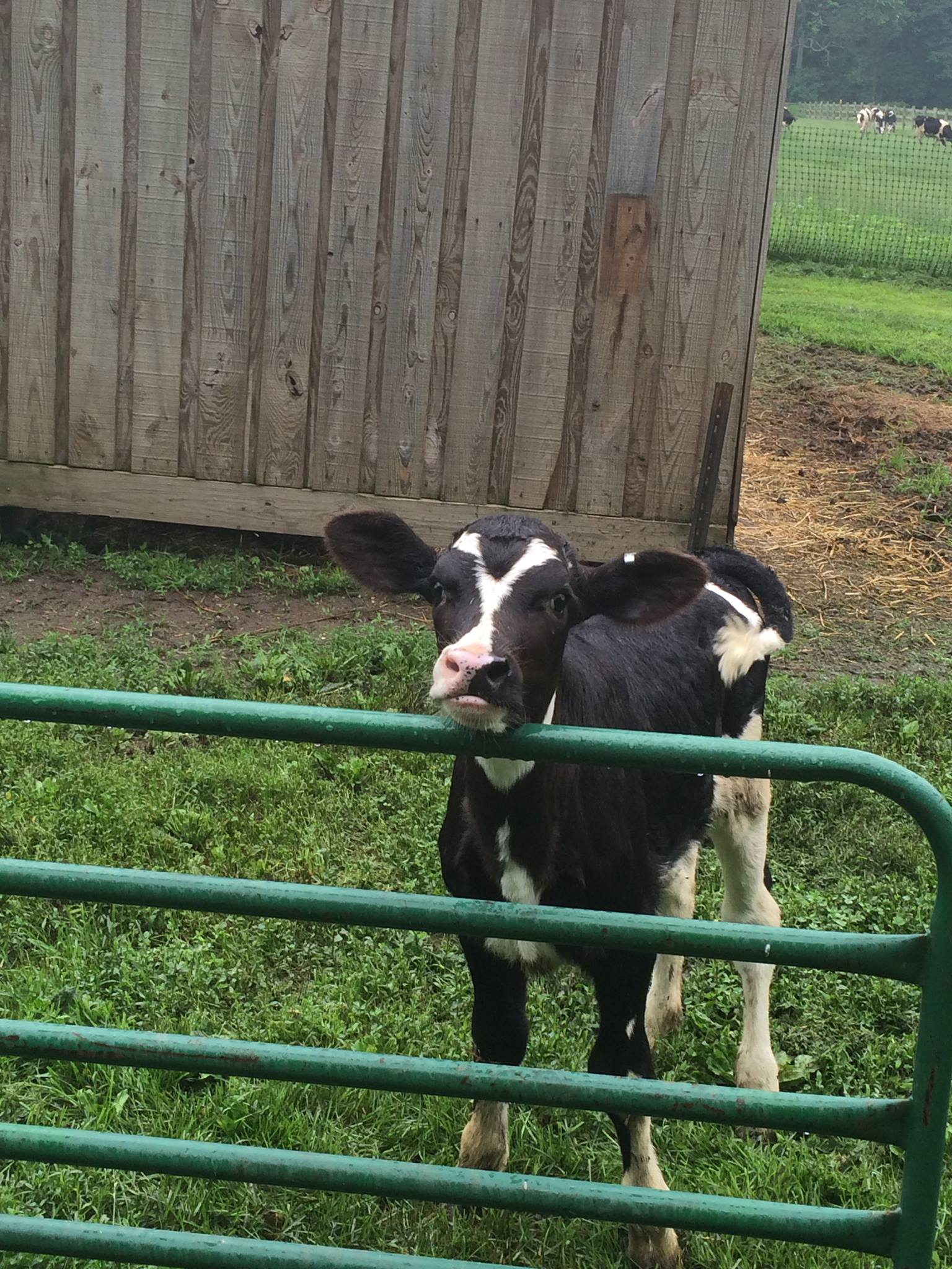 10 familyfriendly farm adventures this fall in Pittsburgh Pittsburgh