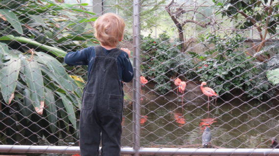 A child marvels at the flamingos at the National Aviary