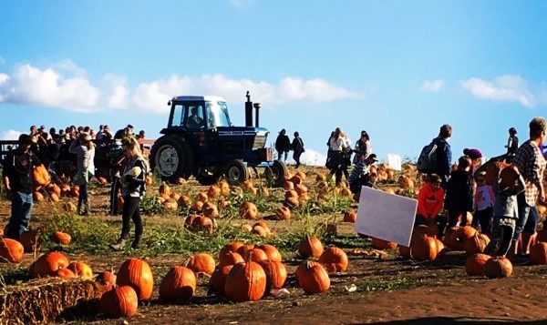 pumpkin picking