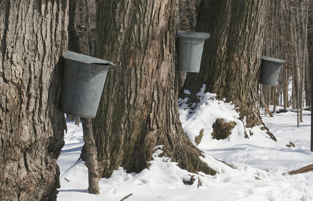 maple syrup events